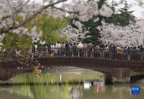 樱花校园春季最新版爆料,揭秘校园春日盛景与青春故事